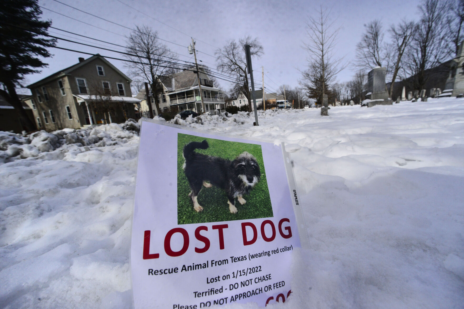 20220127-DOG-RADDER-12.jpg
